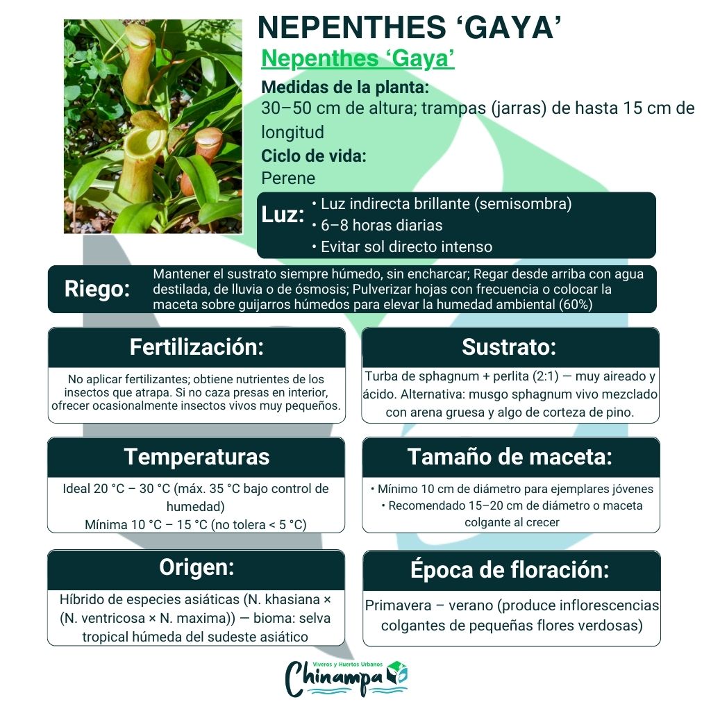 NEPENTHE GAYA / CARNIVORA