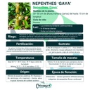 NEPENTHE GAYA / CARNIVORA